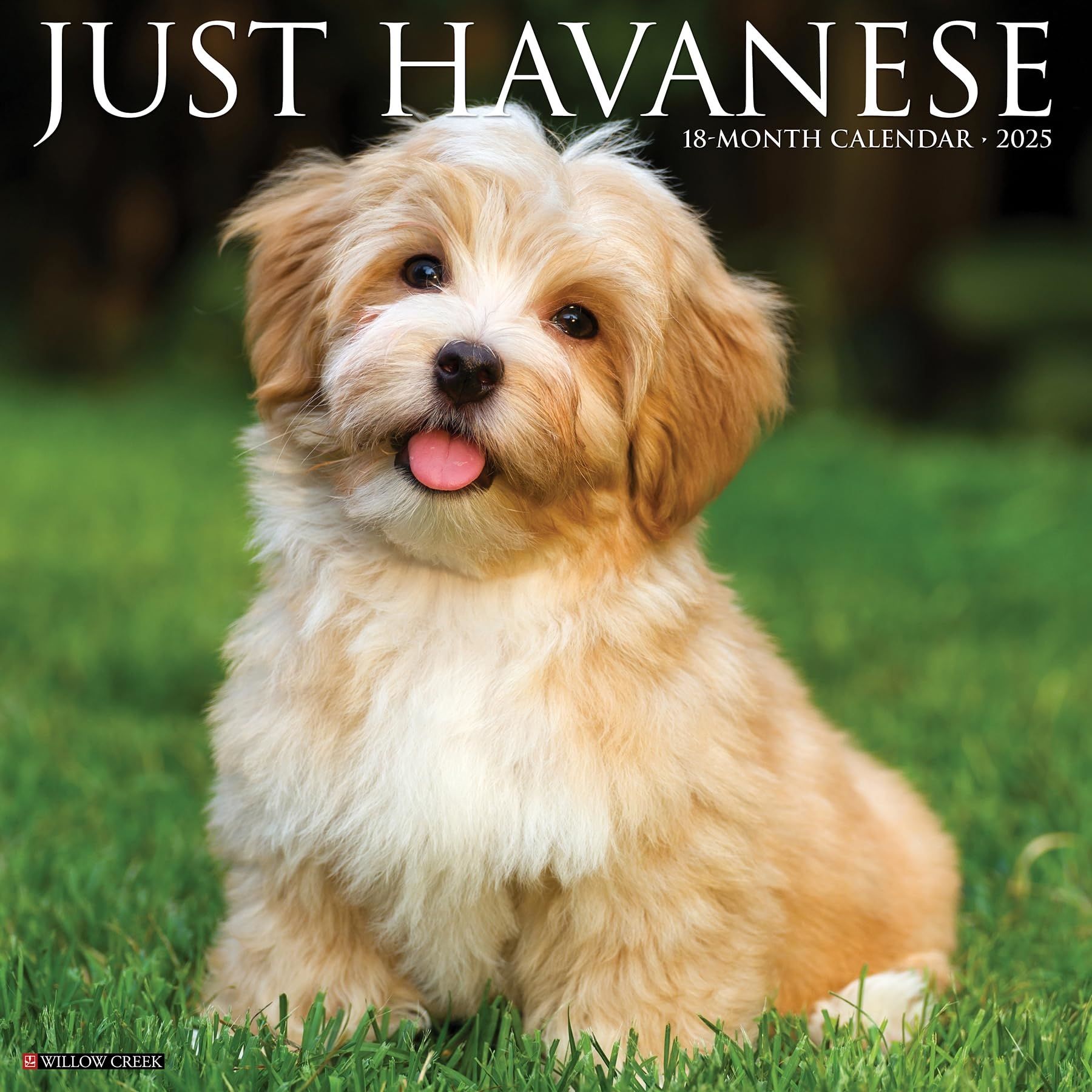 LIbri Willow Creek Press - Just Havanese 2025 12 X 12 Wall Calendar NUOVO SIGILLATO EDIZIONE DEL SUBITO DISPONIBILE