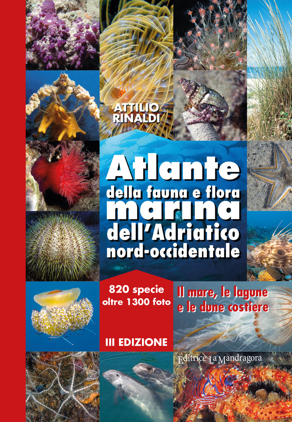 Libri Attilio Rinaldi - Atlante Della Fauna E Flora Marina Dell'Adriatico Nord-Occidentale NUOVO SIGILLATO SUBITO DISPONIBILE